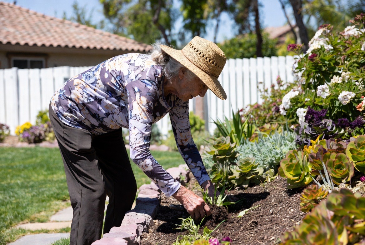 Senior woman carefully planting succulents in her desert garden on a sunny day